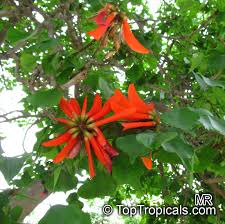 Image result for Erythrina lysistemon