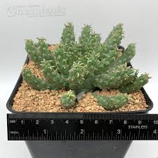 Image result for Euphorbia inaequilatera