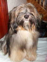 Advice from breed experts to make a safe choice. Tibetan Terrier Breeders Near Lincoln Lincolnshire Champdogs
