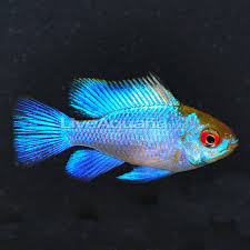 fw electric blue ram expert only small