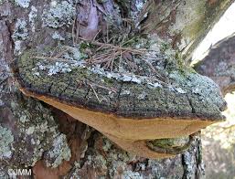 Image result for Phellinus pini