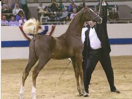 Pin On The Horse Show