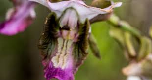 Image result for Antherotoma debilis