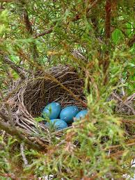 Nest Pet Birds Beautiful Birds Bird Eggs
