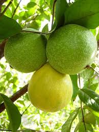 Image result for Aristida stipitata