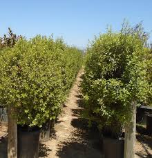 Image result for Pittosporum tenuifolium