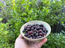 Image result for jostaberry