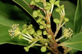 Image result for Scolopia zeyheri