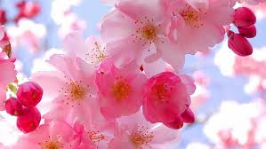 Unique blush pink aesthetic stickers featuring millions of original designs created and sold by independent artists. Pink Cherry Blossom Hd Wallpapers Free Download Wallpaperbetter