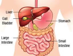 The liver cancer symptoms in females include: Liver Cancer Hepatoma Cholangiocarcinoma Metastatic