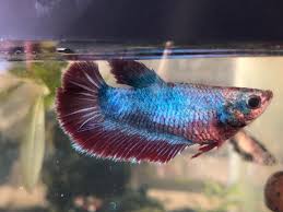 How do i unfatten my betta boy!? Suzi Fat Or Pregnant Bettafish