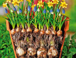 Lockere die erde auf und grabe ein pflanzloch , z. Blumenzwiebeln Richtig Pflanzen Blumenzwiebeln Ratgeber Garten Schluter