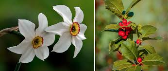 The city's limits extend into caldwell and guadalupe counties, as well. Growth In Gardening December Birth Flower San Marcos Record