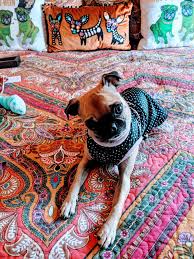 Homeward bound pet rescue mn. Homeward Bound Pug Rescue Adoption Of Oklahoma Home Facebook
