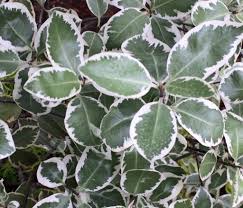 Image result for Pittosporum tenuifolium