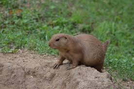 The most common types of products for catching or but gophers can create so much damage to your lawn, young trees, plants and anything else that electronic pest repellents to browse for tips on deterring furry backyard pests with electronics and. How To Get Rid Of Moles And Gophers Lawn Love