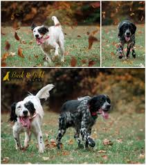 Old hemlock/ryman/twombly,english setter stud service, english setter puppies, occasional started dogs for sale. English Setters Ace Odie Beaver County Dog Photography Bark Gold Photography Pittsburgh Pet And Dog Photographer