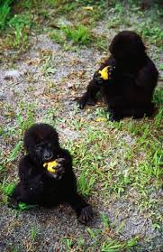 We did not find results for: Pin On Super Cute Animals