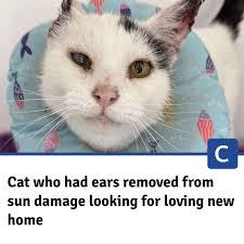 I say this all the time, but here is another reminder to keep your cats  indoors or provide many shaded areas for them