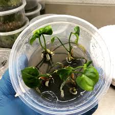 Image result for Eulophia angolensis