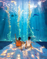 阿樂ygt on instagram 屏東海洋生物博物館 夜宿海生館 在超大水族箱前看著魚群入睡 不用到國外就可以有超級夢幻的住宿體驗 又實現了一個夢想畫面 還有另一個全台灣只有這邊可以體驗到的 過幾 天再跟你們萊分享