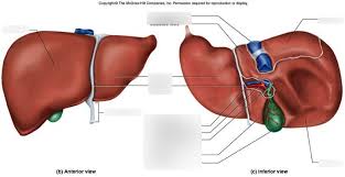 Also available for free anatomically, the liver is a meaty organ that consists of two large sections called the right and the left. Liver Anatomy Diagram Quizlet
