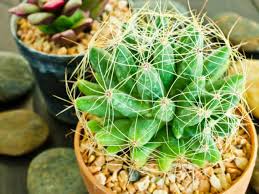 Cette forme est adoptée notamment en anglais. Cactus Entretien Conseils Lumiere Et Arrosage