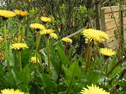 Beautiful images clearly show spanish vocabulary divided into units by topic. Common Dandelion The Wildlife Trusts
