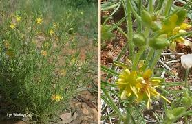 Image result for Vahlia