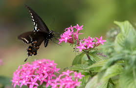 South florida flowers that attract butterflies. Seasonal Flowers Plant The Right Plant In The Right Place South Florida Sun Sentinel South Florida Sun Sentinel