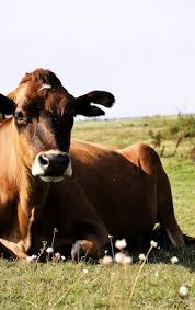 Countrywisher Cow Farm Animals Cow Calf