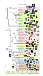 All Sizes Tree Of Life Flickr Photo Sharing Human Evolution Tree Phylogenetic Tree Evolution