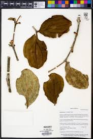 Image result for Melastomastrum capitatum