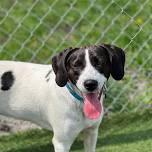 Humane Society of Ray County’s 6th Annual Par for Paws