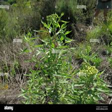 Image result for Nidorella ivifolia