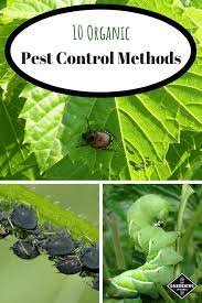 Organic garden pest control is a safe and easy way to fix those critters that think your food is their food! 10 Organic Pest Control Methods Gardening Channel