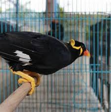 We did not find results for: Burung Dara Murah Boyolali Daftar Harga Burung Kapas Tembak Terbaru Desember 2019