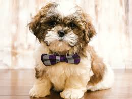 He is a little sweetheart, loves attention and loves. Visit Our Shih Tzu Puppies For Sale Near Roanoke Virginia