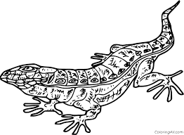 For the 8.5 x 11 printable size click here. Gila Monster Coloring Page Coloringall