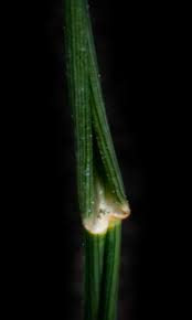 Image result for Eragrostis rotifer