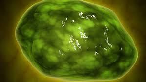 We did not find results for: What Are Lysosomes And How Are They Formed