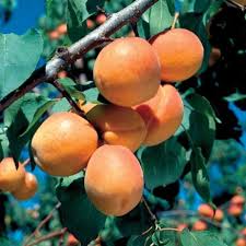 Image result for Apricot 1983 Hussmann