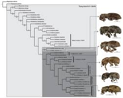 Learn more about our products! Systematic Revision Of The Genus Isodacrys Sharp 1911 Coleoptera Curculionidae Entiminae Tanymecini Peerj