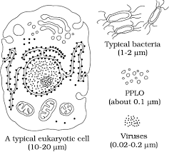 What is the size of a typical eukaryotic cell. Ncert Ebook For Cell The Unit Of Life Cell The Unit Of Life Chapter 8 Ncert Biology Xi