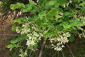 Image result for Dalbergia melanoxylon