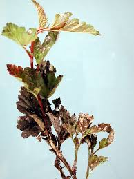 This tough bush offers foliage in a variety of colors, as well as flowers that attract pollinators. Ninebark Physocarpus Spp Powdery Mildew Pacific Northwest Pest Management Handbooks