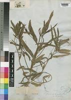 Image result for Caperonia serrata