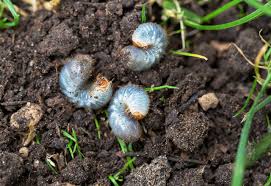 Grubs are larger and no longer feeding in the spring, therefore they are less susceptible to treatment. When To Apply Grub Control Best Time To Treat Your Lawn Constant Delights