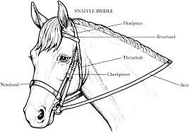 Dressage horse coloring pages sketch coloring page. Bestcoloringpagekids Horse Coloring Pages Horses Horse Coloring