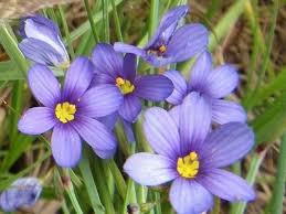 Which flowers represent love, hope, healing, loss, and good luck? Top 55 Types Of Blue Flowers With Names And Pictures Florgeous Types Of Blue Flowers Flower Names Blue Flowers